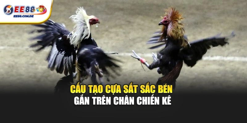Cấu tạo cựa sắt sắc bén gắn trên chân chiến kê
