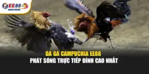 Đá gà Campuchia tại EE88 thu hút lượng người theo dõi lớn