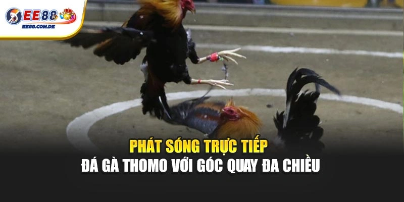 Phát sóng trực tiếp đá gà Thomo với góc quay đa chiều